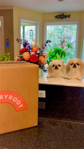 Pixie & Rocket , 👼🏻 🌈 Rex & Paylee 👩 Allie Hansen on Instagram: "Welcome back to another Hungryroot video, Team. You’re going to want to watch this one. 👀 The hot spring scenery alone is worth it. ✨ If you’re skipping the crowded restaurants this Valentine’s Day, this is one of our favorite ways to make staying in feel intentional and easy. Whether you’re cooking for your sweetheart or treating yourself, this is a simple way to enjoy really good food without reservations or crowds. Try Hung