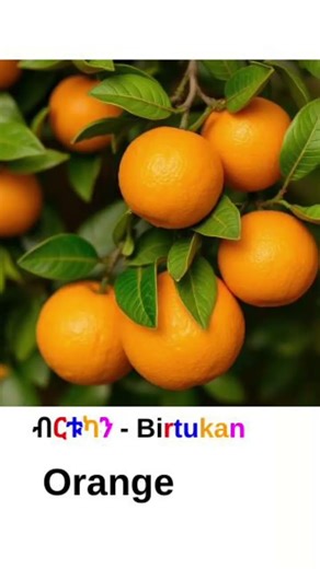 How To Say "Orange" 🍊 In Amharic/ብርቱካን/Amharic Word For Beginners/እንግሊዝኛ-አማርኛ/#Amharic #አማርኛ #እንግሊዝኛ