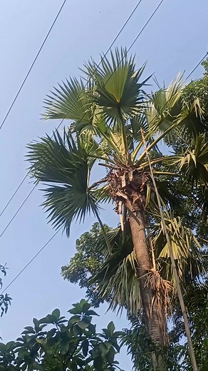 93K views · 201 reactions | Promit Ray on Reels | Facebook