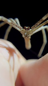 12K views · 163 reactions | Look into those angel eyes 朗The...