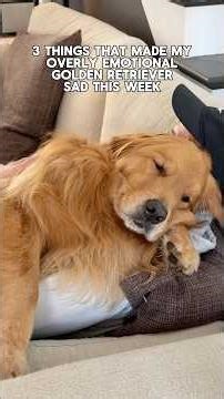 3 Things That Made My Overly Emotional Golden Retriever Sad This Week