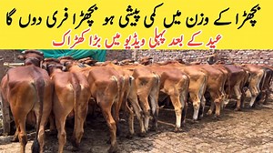 125K views · 7.2K reactions | Cattle farming business in pakistan||wacha(Bachra)farming business||calf fattening business ideas Business talks official | Zohaib Baloch TV | Facebook