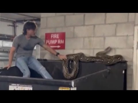 Man Wrangles 20-Foot-Long Python Lying on Community Dumpster in California