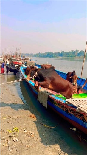 Cow Unloding ,Cow videos, Cow shorts ,Cow video ✅ (214) #shorts