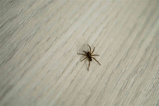 How to keep spiders out of your home for good, according to experts