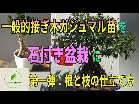 Common Knowledge About Ficus Bonsai? How to Create Impressive Aerial Roots from Grafted Seedlings