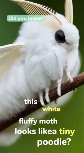 his Moth Looks Like a Tiny Flying Poodle! 🐩🦋