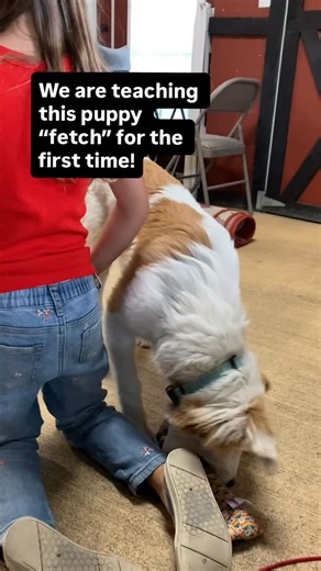 Here’s a link to the steps of how I like to teach fetch…https://kids-n-k9s.com/teaching-your-dog-to-fetch-or-retrieve-a-ball-is-fun. Start with two of your dog’s favorite toys and a couple pieces of kibble. A few important elements along the way. Play inside the house versus outside to start. Move and squeak the toy on the floor as though it has come alive! Before they grab it, quickly toss it a few feet away. Grab the second toy if they don’t come back with the first and repeat the process. You