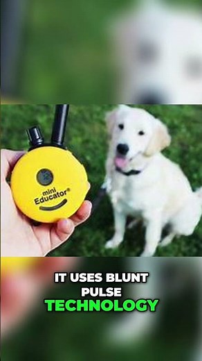 Educator Mini E-Collar: Professional Dog Training #shorts