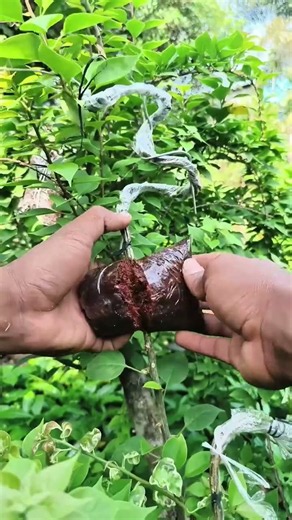 Bougainvillea Split Trunk Bonsai Material 🌺🌳