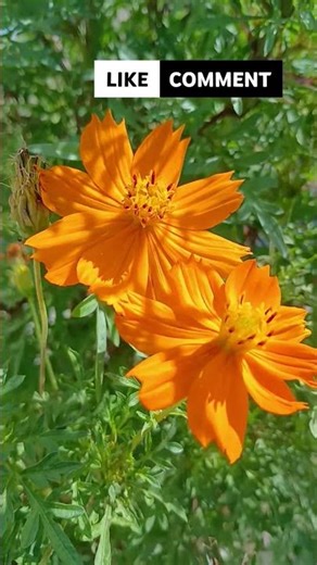 Cosmos-Laranja