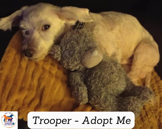 Trooper - Available for Adoption 💙🧡 Trooper is approx 8 years old and arrived into our care from the Louth County Pound at the beginning of October. His coat had been in horrendous condition, so the Pound Warden had to shave it completely 😭 Trooper arrived as a shell-shocked bag of bones - so immediately went into foster. He has been suffering with diarrhoea so is still on medication and special food to alleviate it 🙏 Fast forward 3 weeks, and Trooper is starting to find his confidence and h