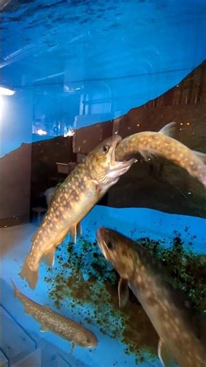 幻の渓流魚ゴギの共食い【宮島水族館】 #イワナ #fish #shorts