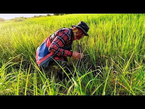 How to get rid of rats in rice fields, the home-style way