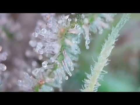 Bruce Banner 2.0 trichomes 3weeks from harvest