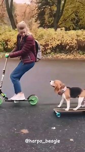 183K views · 7.4K reactions | So cute 殺 Cre: harpo_beagle | Husky Overload | Facebook