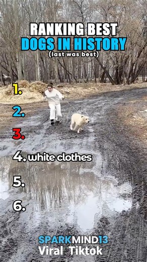Ranking best dogs in history
