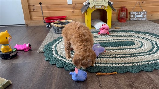 Goldendoodle, Mini puppy for sale