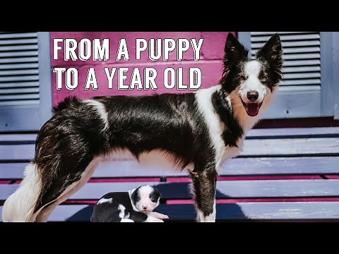 Raising My Border Collie Puppy to a Year Old