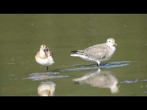 Sichelstrandläufer und Knutt. Diekter Vergleich. Eifel