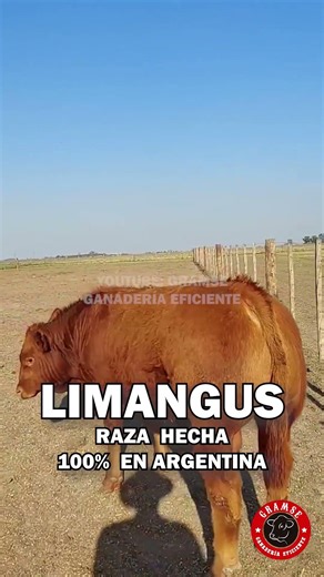 The Limangus breed is becoming increasingly important in livestock farming #angus #limousin #agri...