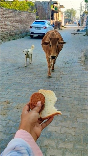 Unlikely friends: a Cow and a street dog Share snakes! 🐶🐮 #shorts #youtubeshorts #calf #dog