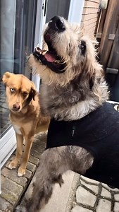 Hi I’m Ronan The Irish Wolfhound! Im 4yrs old. If you know my breed, I’m senior already. To no fault of my own, Ive come to a rescue, where my Foster fam is looking after me. They’re super nice... But I need to find a home who will love me for the rest of my days. I hope I dont have to wait long. My Foster mom says I’m the sweetest and that I’m pretty perfect. All her friends love me. I’m House trained. Well mannered. Heels on leash. Knows commands. Loves to cuddle. Gets along well with other do