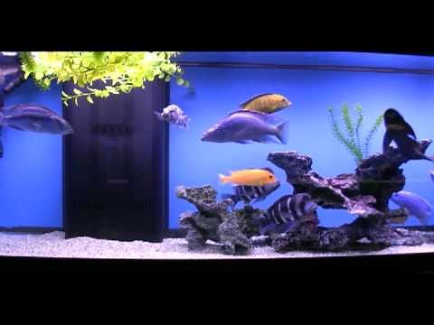 The Hidden Reef, Inc Philadelphia's Area's Largest Aquarium Store