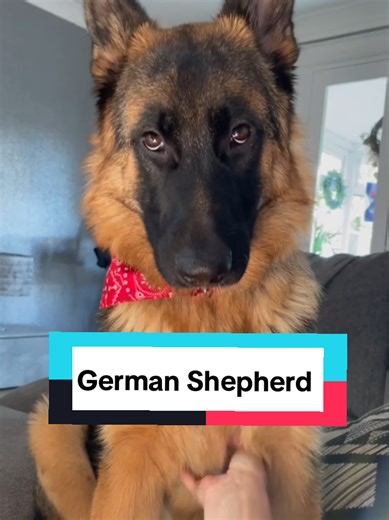 The Unique Personality of American German Shepherds