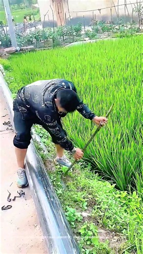 【圧倒的な力】 見ていて爽快な水圧！常識を覆す農業用水供給プロセス #worker #process #irrigation #waterpressure #farmtools