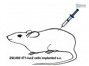 In vivo Bioluminescent Imaging of Mammary Tumors Using IVIS Spectrum
