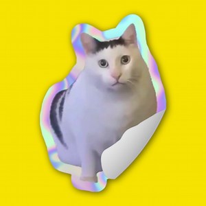 Cat Meme Stickers: Caticker for iOS (iPhone/iPad) - Free Download at AppPure