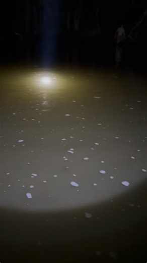 Ella & Ray Whitetail Recovery on Instagram: "Sometimes our tracks get a little fun. Ray and Riot caught this gut-shot deer in the river. By the time we got down to them, he had sunk and we couldn’t see where. After some spotlighting in the water, I caught sight of a tail and yelled to the hunter, “I see him!” He jumped in immediately and was finally able to put his hands on his buck. South Carolina Tracking Network Ella & Ray Whitetail Recovery South Carolina Tracking Dogs"