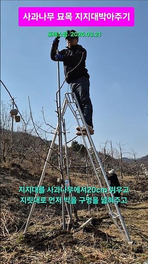 사과나무 지지대 박기