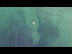 Drone Footage Captures Shark Lurking Beneath Paddle Boarder in North Avoca Beach