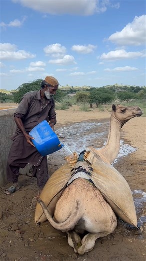 في الصحراء يُستَخدَمُ الجِمالُ لجَلبِ الماء