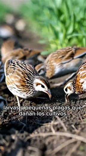 Cultivos Sin químicos #viralshorts #viral