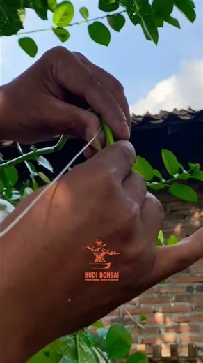 Split trunk technique 🌳 #bonsai #bonsaitree #gardening #asmr #splittrunk #garden