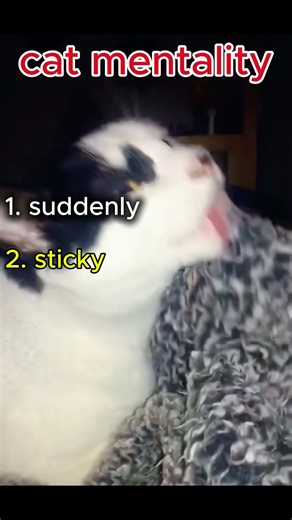 Cat Surprised By Its Own Reflection 😹