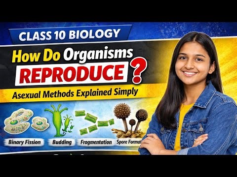Class 10 Biology How Do Organisms Reproduce? Asexual Methods Explained Simply