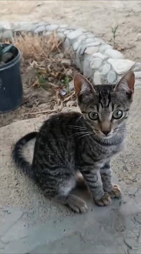 New the best cat videos that are interesting and much loved, kittens videos😻