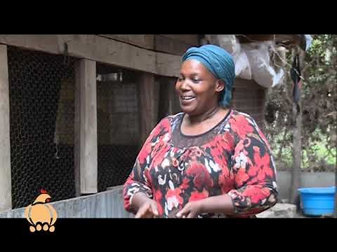 Broiler chicken farming guide - Poultry farming