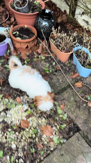 Beryl-Baby-Amigo on TikTok