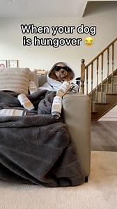 She had one too many 😂🤣 #dogs #puppylove #minicockapoo | Luna The Mini Cockapoo