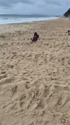 Arnold ❤#cute #cockapoo #minituredachshund #dachshundsofinstagram #dogwalkersofinstagram #dogwalkerslife #DogWalkerBournemouth #dogwalkersandbanks #dogwalkermuscliff #dogwalkercanfordcliffs #poolebaypetsgang #dogwalkerpoole #walkieswithalana #gpspettracker #gpstrackerdevices | Poole Bay Pet Services | Facebook