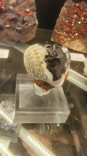 One of the most impressive fossil clams I’ve ever encountered—adorned with stunning crystal formations that make it truly exceptional.