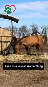 1.1M views · 10K reactions | Ha van olyan, hogy kutya-macska barátság, ideje szót ejteni a ló-macska barátságról is. :) | Magyar Állatvédelem | Facebook