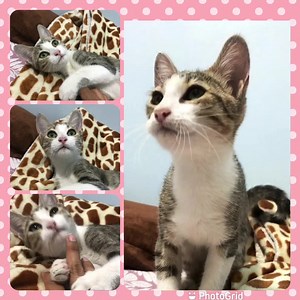 Caso Externo Anny es una hermosa y muy cariñosa gatita de 4 meses y medio, vacunada, desparasitada, esterilizada, sana, sociable, súper aseada Come nutrapro Usa arenero Tiene las dos dosis de la vacuna triple felina Está preciosa estará en nuestra feria de adopciones, el domingo 5 de septiembre Se dará con kit de bienvenida Más información al 0992883355 | Adopción Animal Guayaquil - AG