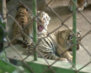 15K views · 1K reactions | An 8-year-old Siberian tiger, one of world's most endangered animals, gave birth to quadruplets in late March at a Siberian tiger park in NE China's Liaoning Province. The four cubs are in good health. | China Xinhua News | Facebook