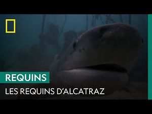 Alcatraz, a prison surrounded by sharks